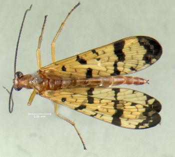 Media type: image;   Entomology 624497 Aspect: habitus dorsal view